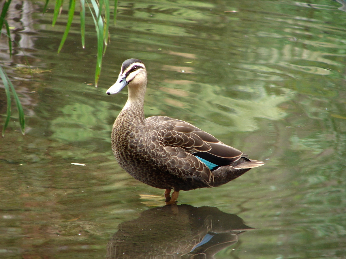 Bear's familiar, a pacific black duck. She is standing sideways and looking at the camera with one eye.